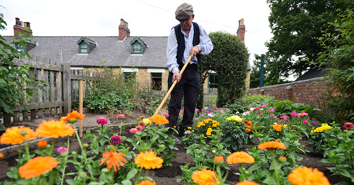 Beamish Museum staff member gardening in the 1900s pit village cottage garden